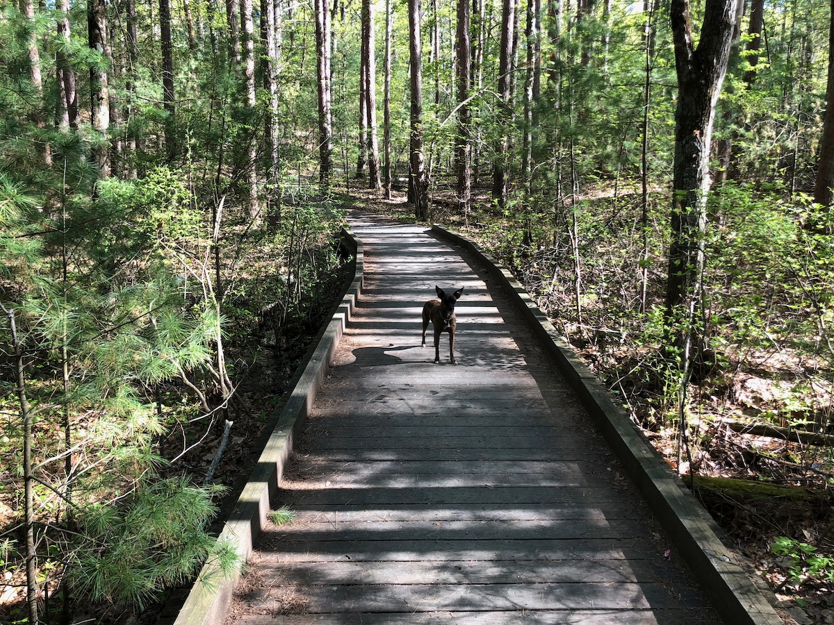 Dog trainer working with a calm, obedient dog during a dog board and train session in Rhode Island, part of Best Buddy Dog Training’s New England programs.