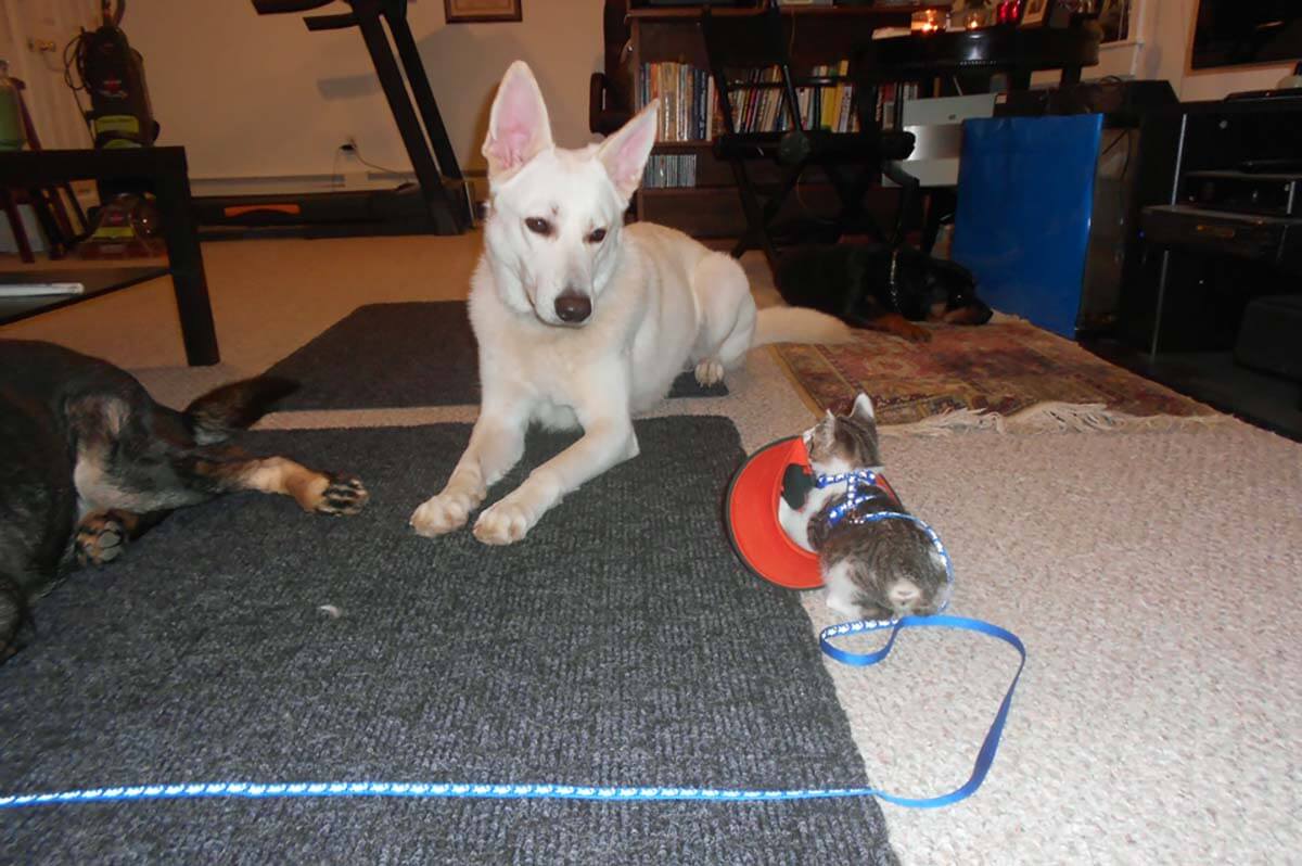 White German Shepherd and Manx kitten