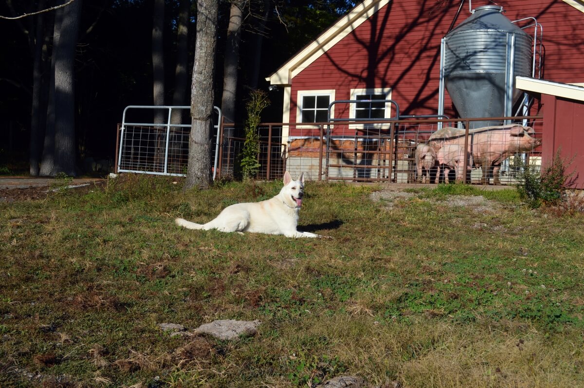 White German Shepherd guarding pigs