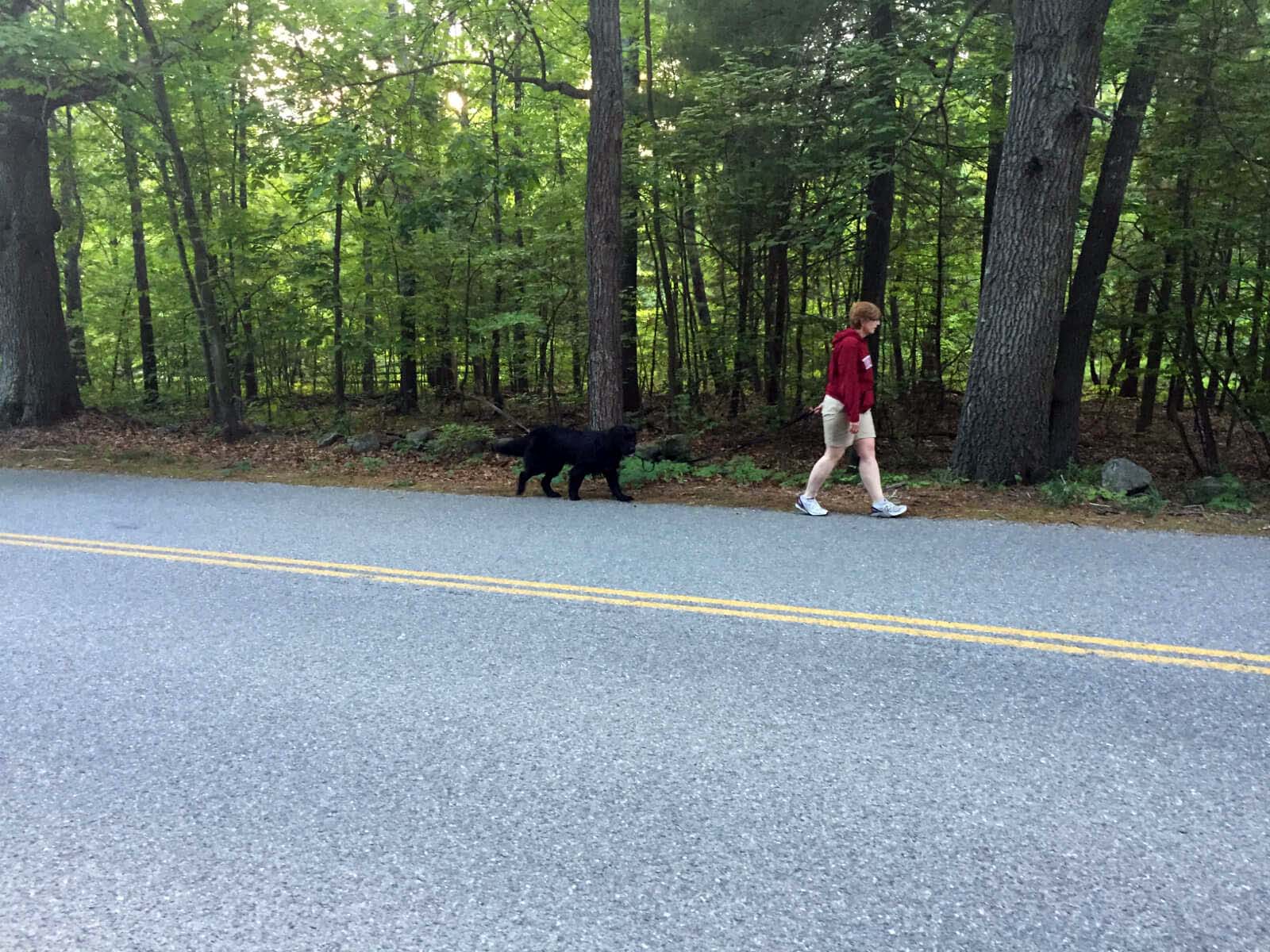 Large black dog following woman