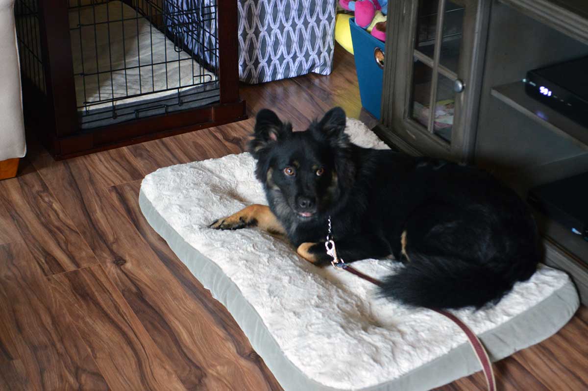 Dog lying near crate on dog bed