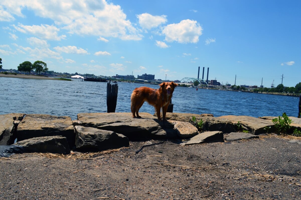 Acadia standing on the rocks at the pier in Providence, RI