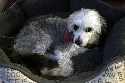 Bear relaxing in place - Best Buddy Dog Training Board and Train