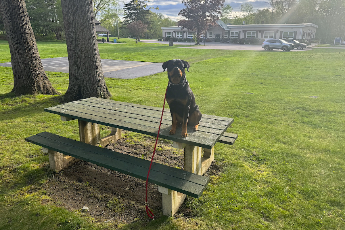 Rottweiller sitting on park table