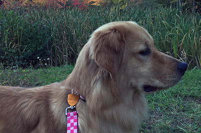 Golden Retriever looking into the distance