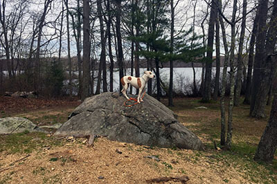 Lucy at the lake during Best Buddy Dog Training Boot Camp