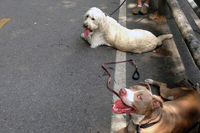 Molly the pitbull resting with a poodle during an in home dog training class