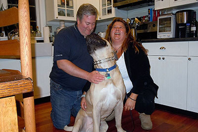 Orson the Bull Mastiff with his owners