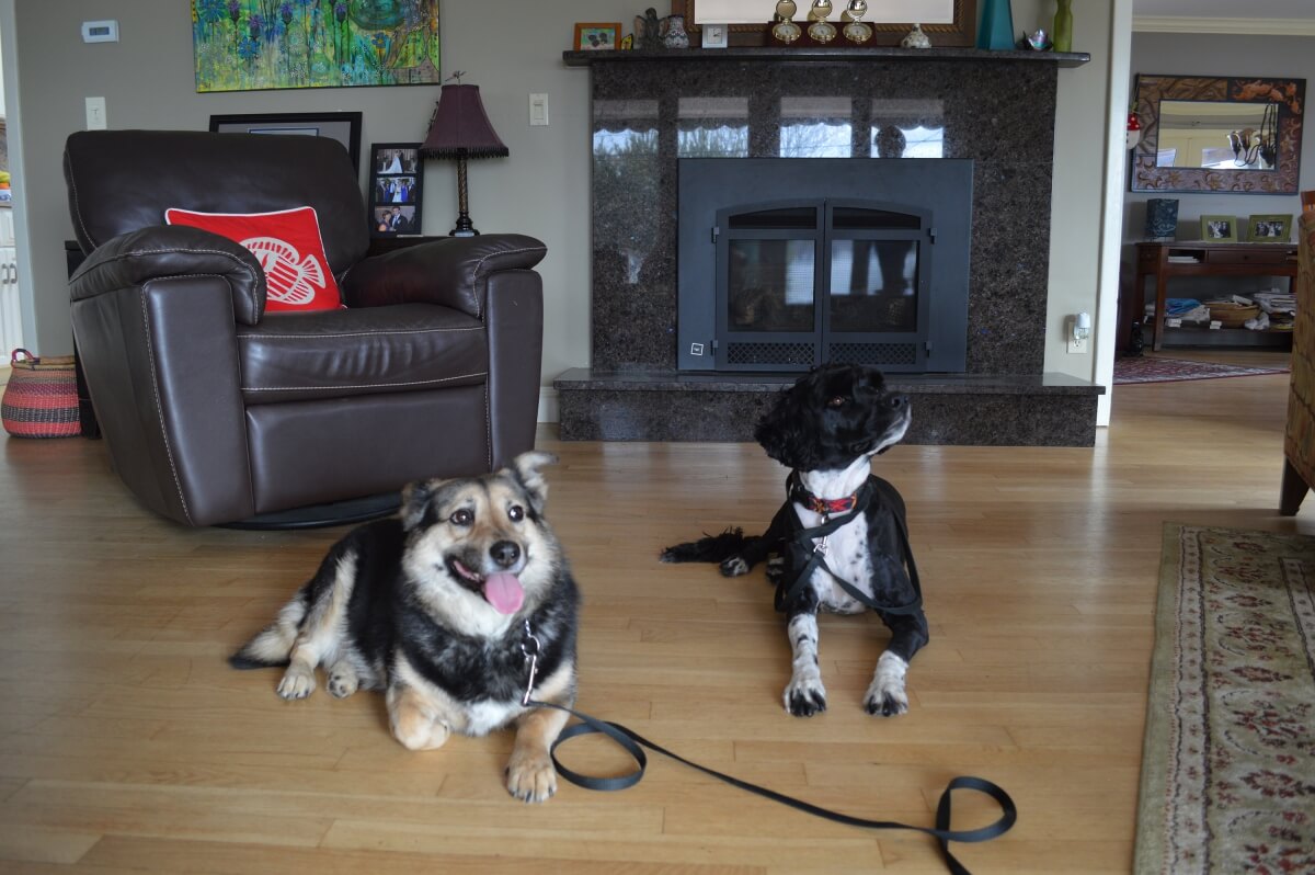 Freedom and Teal, 2 dogs lying down during an in home training session