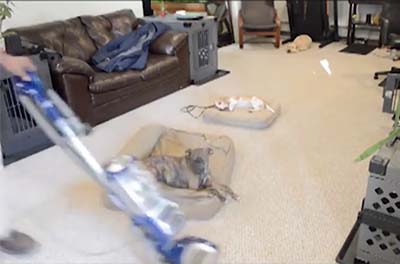 Small dogs lying on mats while man vacuums around them