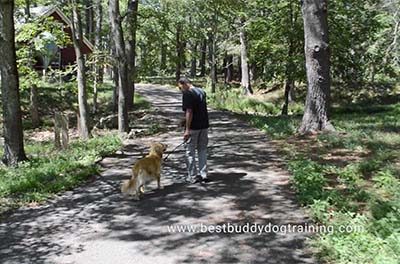 Golden Retriever walking behind man