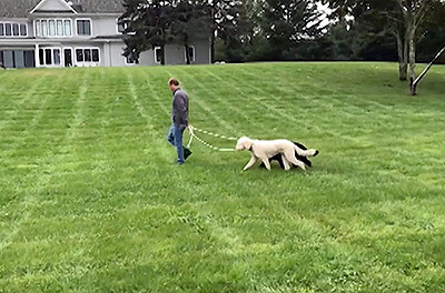 Two dogs following their owner during an in home dog training lesson with Best Buddy Dog Training