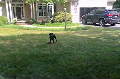 Doberman puppy in stand-stay during inhome lesson