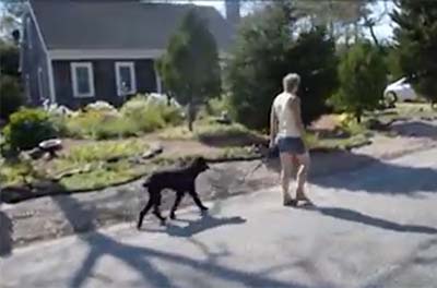 Standard Poodle walking on-leash behind woman